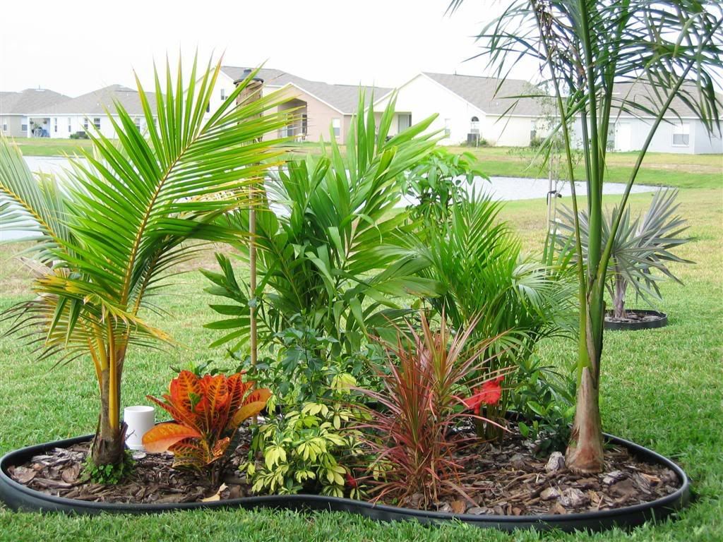 My zone 9B garden DISCUSSING PALM TREES WORLDWIDE PalmTalk